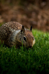 squirrel in the park