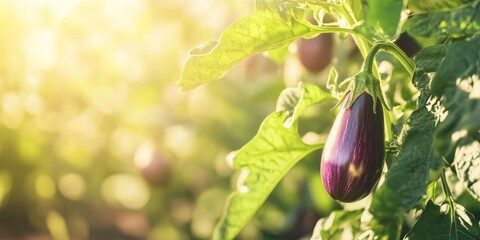 Fresh big eggplants growing and ripening on a bush. Close-up view of aubergine plant with juicy eggplant cluster. Homegrown healthy food. Gardening, control examining harvesting of organic produce