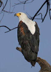 fisheagle with brown and white feathers from Botswana. sitting in a tree by the river. He is photographed from the back and looking off to the left. His sharp yellow beak is visible. He is perched