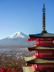 Mount Fuji, Japan - November 22 2024: The famous fuji mountain in during clear morning daylight with red autumn japanese maple leaves and no clouds. beautiful scenery from chureito pagoda famous place