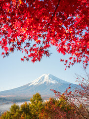 Mount Fuji, Japan - November 22 2024: The famous fuji mountain in during clear morning daylight with red autumn japanese maple leaves and no clouds. beautiful scenery famous travel vacation place