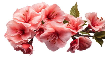 A single Rose of Sharon bloom with vivid red petals and fresh green leaves, ideal for summer themes, isolated on transparent background.