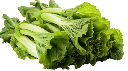 Fresh and crisp romaine lettuce, a staple for culinary and organic-themed visuals, isolated on transparent background.
