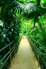 Obraz premium Tropical thickets in botanical garden. Path with railings in the city arboretum