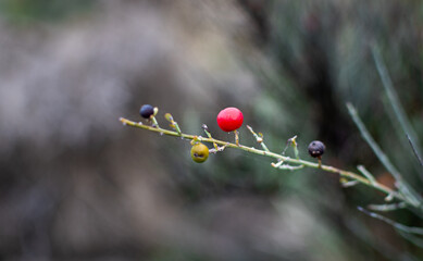 Close up photo of red berries in the forest.