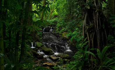 Nepal Rain forest