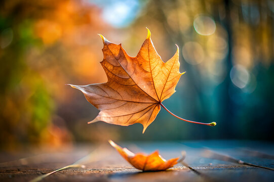 A vibrant autumn scene featuring a floating maple leaf against a blurred background of colorful foliage.