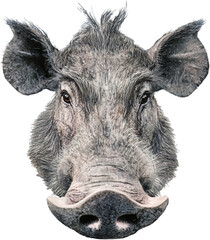 Obraz premium 사실적으로 묘사된 야생의 멧돼지