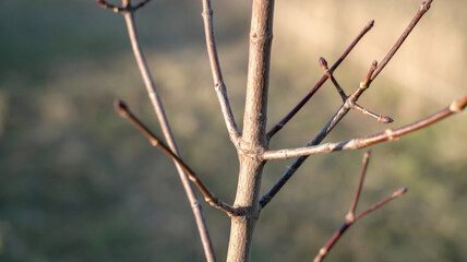 Willow branches and trunk close-up in nature