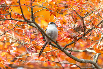楓の木の枝にとまるエナガ