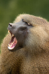 olive baboon with a huge yawn, so fangs are visible. it´s a closeup headshot. Background is blurred and green. Both terrestrial and arboreal, they are adept climbers. 