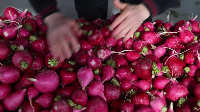 At the local produce market, vendor organizes the red radishes on the stall. - Powered by Adobe
