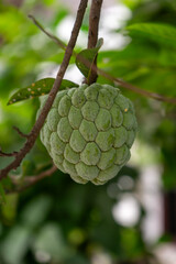 Close-up of green custard apple hanging on a tree branch with lush foliage in the background.