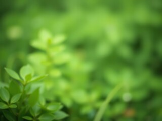Obraz premium Blurred image of water and plants creating a serene natural background, reflections, scenic