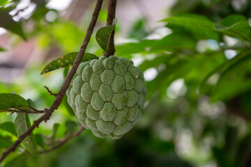 Close-up of green custard apple hanging on a tree branch with lush foliage in the background.