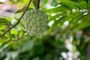 Close-up of green custard apple hanging on a tree branch with lush foliage in the background.