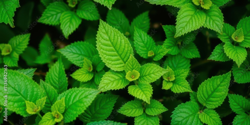 Wall mural Close-up photo of vibrant green leaves, showcasing the intricate texture and patterns of nature, summer, outdoor, patterns