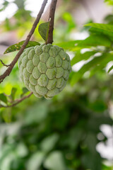 Close-up of green custard apple hanging on a tree branch with lush foliage in the background.