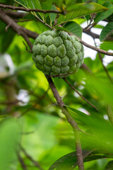 Close-up of green custard apple hanging on a tree branch with lush foliage in the background.