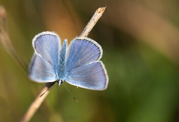 Close-up of a blue butterfly, a blue butterfly, sitting on a stem with its wings open.