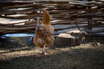 Domestic chicken walking outdoors on a summer day