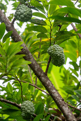 Close-up of green custard apple hanging on a tree branch with lush foliage in the background.