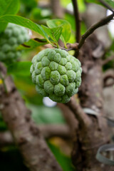 Close-up of green custard apple hanging on a tree branch with lush foliage in the background.