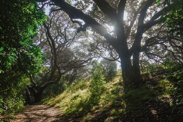 Sunlight filters through pohutukawa canopy, illuminating forest path. Nature's beauty. Karekare, Auckland, Auckland, New Zealand