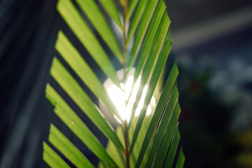palm leaves with neat and nice stems on a black background