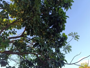 tree and sky