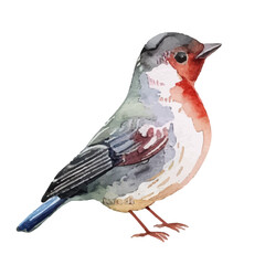 red cardinal bird