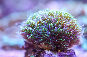 Anemonen, Korallen im Meerwasseraquarium.