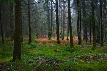 Obraz premium Forest foliage, Hoge Venen, België