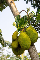 jackfruit on tree