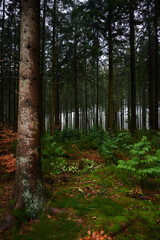 Forest foliage, Hoge Venen, België