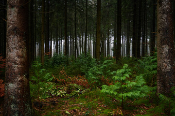 Fototapeta premium Forest foliage, Hoge Venen, België