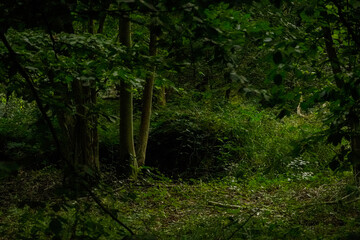 Fototapeta premium _DSC0926.JPG