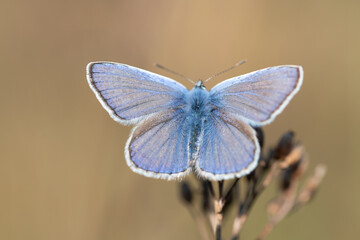 Close-up of a blue butterfly, a blue butterfly, sitting on a stem with its wings open. The background is light