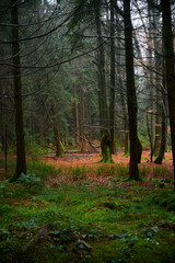 Forest foliage, Hoge Venen, België