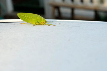 green grasshopper on white car hood