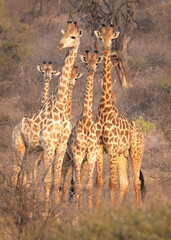 a herd of bachelor giraffes in different ages. They are in natural habitat, and are wild. They are photografed in South Africa, limpopo area. 