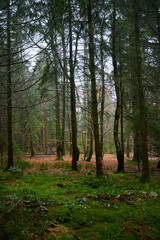 Forest foliage, Hoge Venen, België