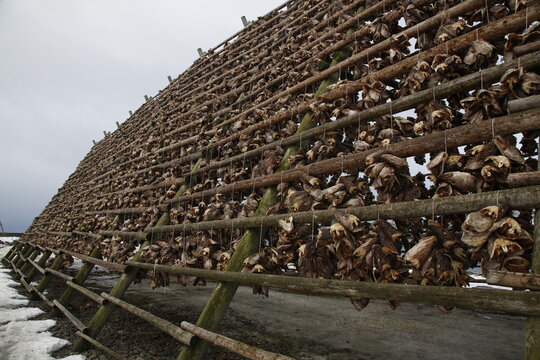 Teste di merluzzo appese ad essiccare su una rastrelliera di legno a Svolvaer, sulle isole Lofoten. Norvegia del nord.