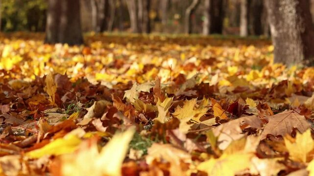 Fallen autumn leaves on the grass in the park. Yellow fallen leaves on the ground. Autumn background, selective focus. Fallen autumn leaves form the ground cover on the lawn in the park