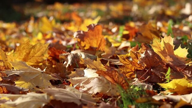 Fallen autumn leaves on the grass in the park. Yellow fallen leaves on the ground. Autumn background, selective focus. Fallen autumn leaves form the ground cover on the lawn in the park