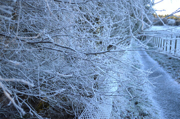 Snowy road with snowy tree branches in Scotland, UK