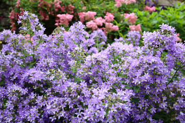 Purple Campanula bellflowers blooming in the garden