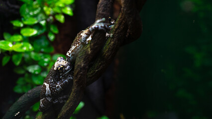 Mission golden-eyed tree frog or Amazon milk frog or Trachycephalus resinifictrix is large species of arboreal frog. Animals in terrariums