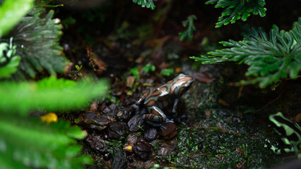 Poison dart frog or dart-poison frog or arrow frog, family Dendrobatidae. Animals in terrariums