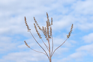 Branches of the Lilac chastetree (Vitex agnus-castus) with seeds in December